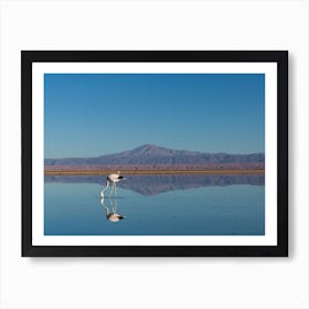 Flamingo Water Reflection, Mountain View Art Print