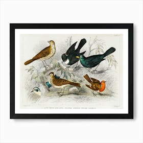 Song Thrush, Ring Ouzel, Blackbird, Wheat Ear, Sky Lark, And Redbreast, Oliver Goldsmith Art Print