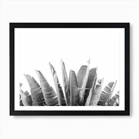 Palm Leaves On Tree Art Print