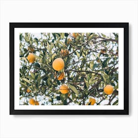 Orange Tree Art Print