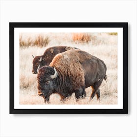 Autumn Bison Art Print