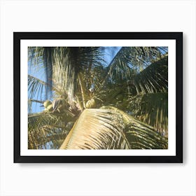 Coconut Tree Affiche