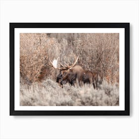 Bull Moose In Brush Art Print