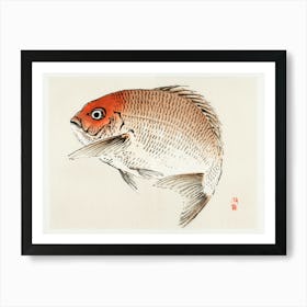 Tai (Red Seabream) Fish, Kōno Bairei Art Print