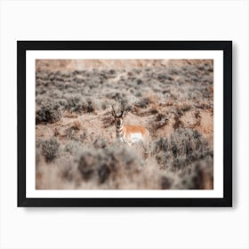 Antelope In Sagebrush Art Print