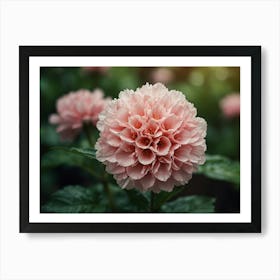 Pink Dahlia Flower Art Print