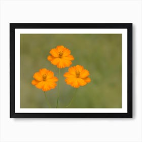 Three Orange Cosmos Flowers Art Print