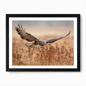 Common Buzzard Art Print