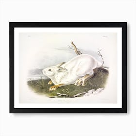 Northern Hare, Winter, John James Audubon Art Print