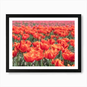 Bold orange tulips with pink tulips in the background - floral dutch summer nature and travel photography by Christa Stroo Photography Art Print