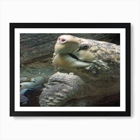 Snapping turtle Art Print