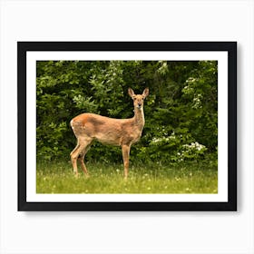 Female Whitetail Deer Art Print