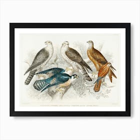 Gyr Falcon, Goshawk, Kite Or Glead, Peregrine Falcon, And Kestril (Female), Oliver Goldsmith Art Print
