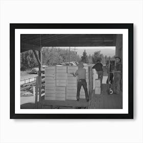 Packing Crates Of Pears Onto Truck Which Will Take Them Into Town For Shipment By Rail To The Markets Art Print