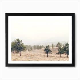 Rocky Mountain Trees Art Print