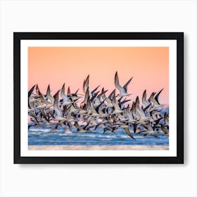 Black Skimmer Art Print