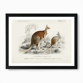 The Red Kangaroo (Macropus Rufus), Charles Dessalines D'Orbigny Art Print