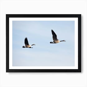 Canadian Geese In Flight 2 Art Print