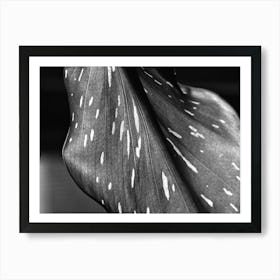 Leaf Macro BW Art Print