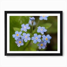 Forget Me Nots Art Print