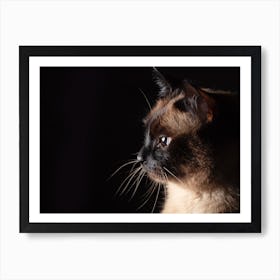 Siamese Cat Art Print