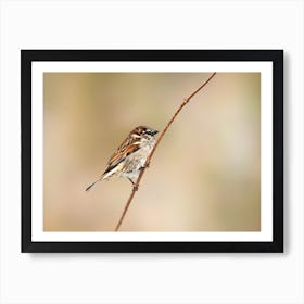 House Sparrow Art Print