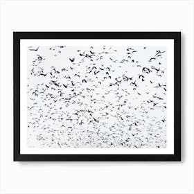 999 Birds Art Print