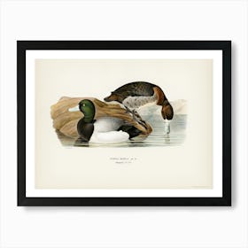 Greater Scaup, Scaup (Nyroca Marila), The Von Wright Brothers Art Print