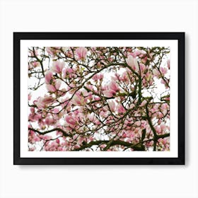 Pink Magnolia Tree Art Print