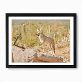 Desert Coyote Art Print