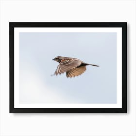 Female Red Winged Blackbird Flying In The Blue Sky Art Print