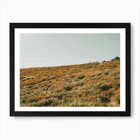 California Super Bloom Art Print