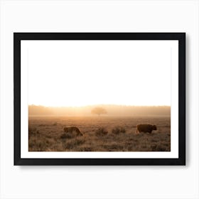 Highlander Cows With Sunrise Art Print