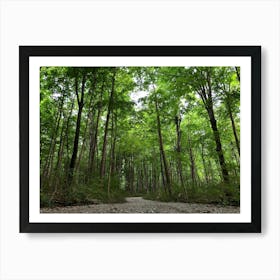 Gravel Road In The Woods Art Print