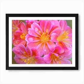 Lewisia Flowers Art Print