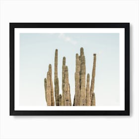 Cactus Sky Art Print