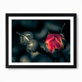 Dark Rose Art Print