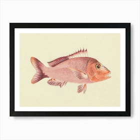 Unidentified Fish, Luigi Balugani 7 Art Print