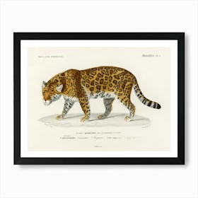 Jaguar (Panthera Onca), Charles Dessalines D'Orbigny Art Print