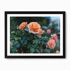 Pink Rose 2 Art Print