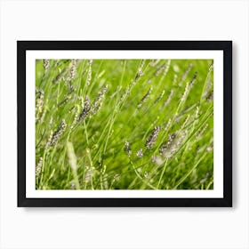 Purple Lavender in the Green Grass // Nature Photography Art Print