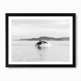 Black White Orca Whale Wildlife Art Print