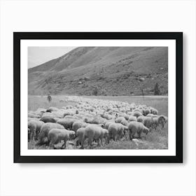 Untitled Photo, Possibly Related To Driving Fat Lambs To Cimarron, Colorado, For Shipping To Denver, Colorado By Art Print