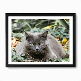 Gray Cat In The Garden 20230607174516rt1pub Art Print