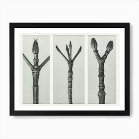 End Of Dogwood Branch , End Of Flowering Dogwood Branch And End Of Maple Tree Branch (1928) , Karl Blossfeldt Art Print