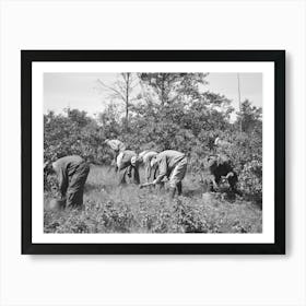 Tree Planting, Black River Falls Land Use Project, Wisconsin By Russell Lee Art Print