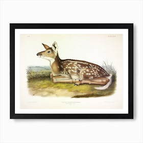 American Deer,  John James Audubon Art Print