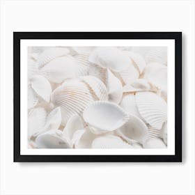 White Sea Shells Art Print