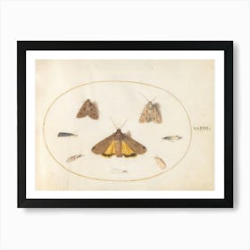 Eight Moths, Joris Hoefnagel Art Print