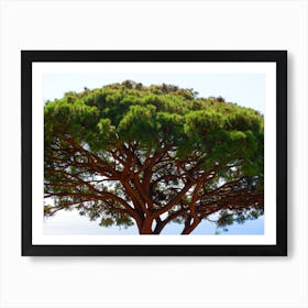 Pine Tree Green Nature Plant Italy Italia Italian photo photography art travel Art Print